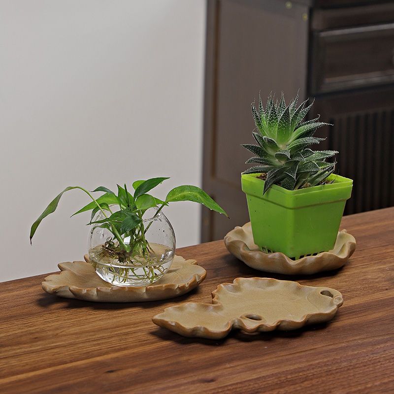 Brazilian Wood Hydroponic Plan - đánh giá và giá Drip Tray Saucer