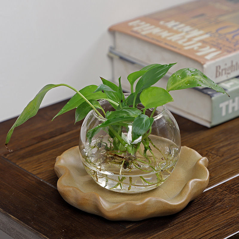 Brazilian Wood Hydroponic Plan - đánh giá và giá Drip Tray Saucer